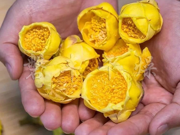 凍干金花茶